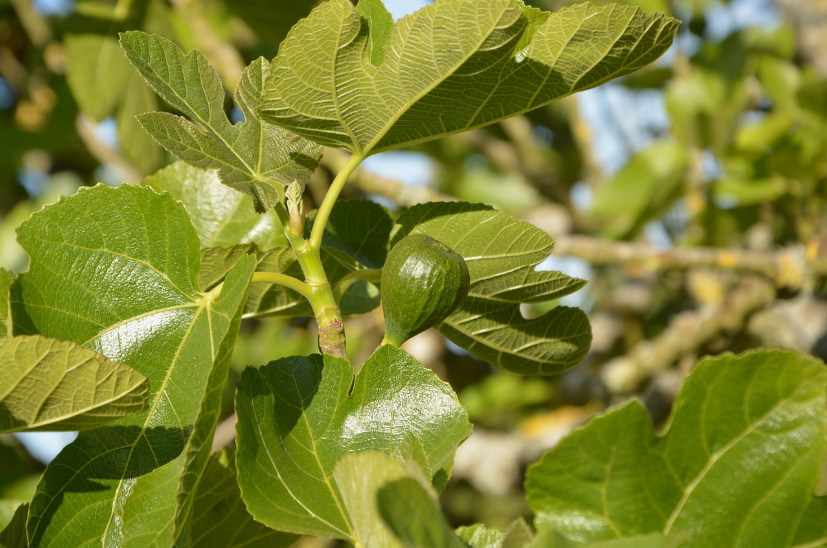 Can You Eat Fig Tree Leaves