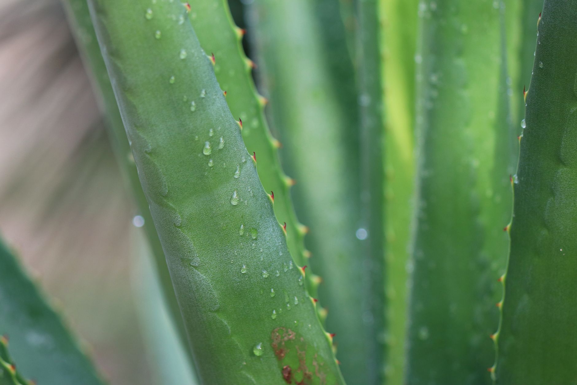 fresh aloe vera leaf — Detailed view of aloe vera leaves featuring water droplets and prickly edges, highlighting their natural texture.