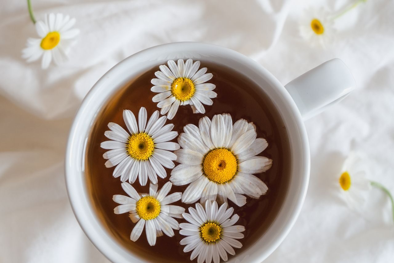 Top-down view of a white cup of chamomile tea with fresh chamomile flowers floating in it on a white linen sheet