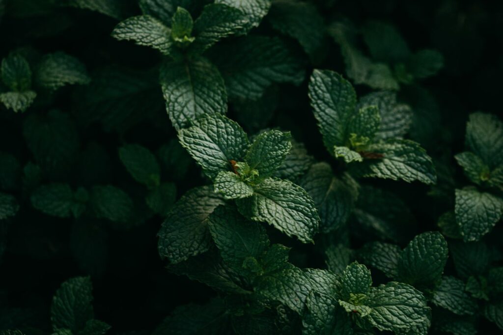 Close-up of dense dark green peppermint leaves growing in a garden bed
