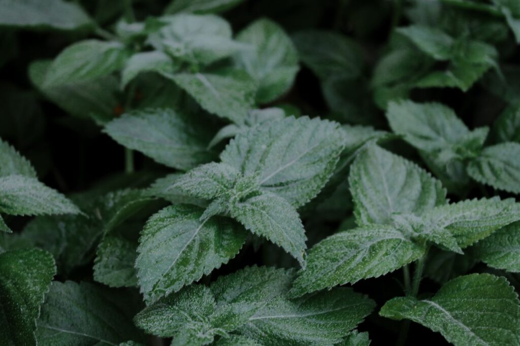 Close-up of fresh green lemon balm leaves with their crinkled, serrated texture