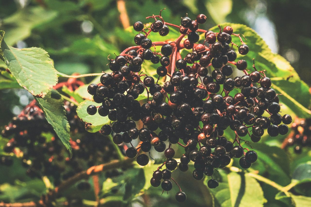 Homemade Elderberry Syrup Recipe: Stovetop, Instant Pot & Slow Cooker