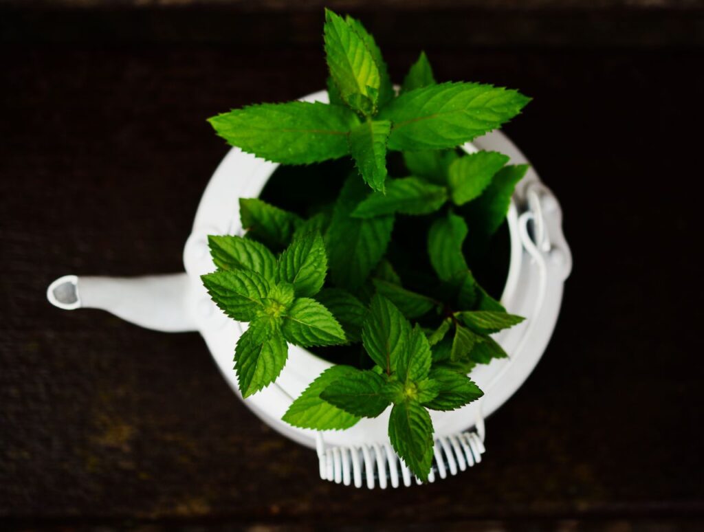 Fresh peppermint sprigs stuffed into a white ceramic teapot on a dark wooden table