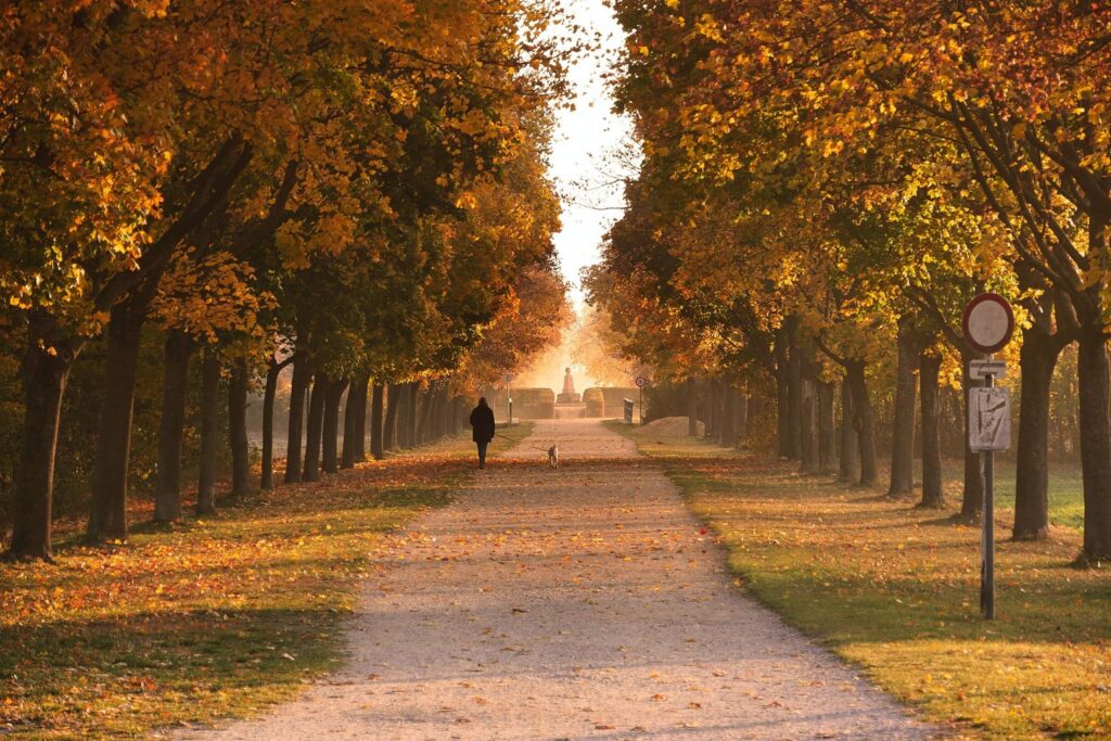 A tree lined path covered in autumn leaves